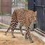 Himigiri Samachar:leopard--Addopt--HP